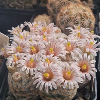 Mammillaria lasiacantha var. denudata